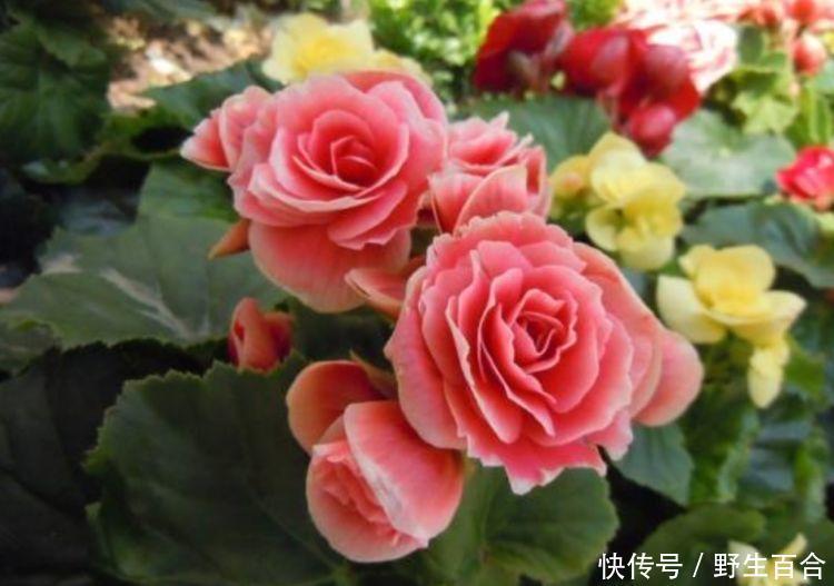 家里要养这种花,开花吉祥又喜庆,红红火火好运来!