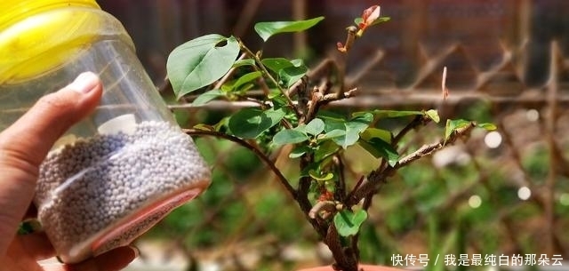 叶片|三角梅开败了?狠狠心,用3个“高招”,挤满新枝芽,又爆二茬花