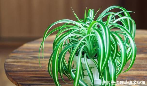 绿萝|太多人不知道,在家里放上这几款植物,既能驱蚊还能吸甲醛
