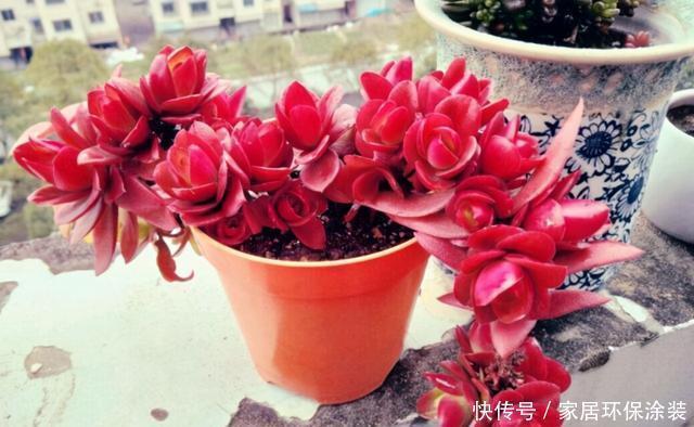 这三多肉是公认的爆崽小能手,光线差也易爆小崽,独苗养成小老桩