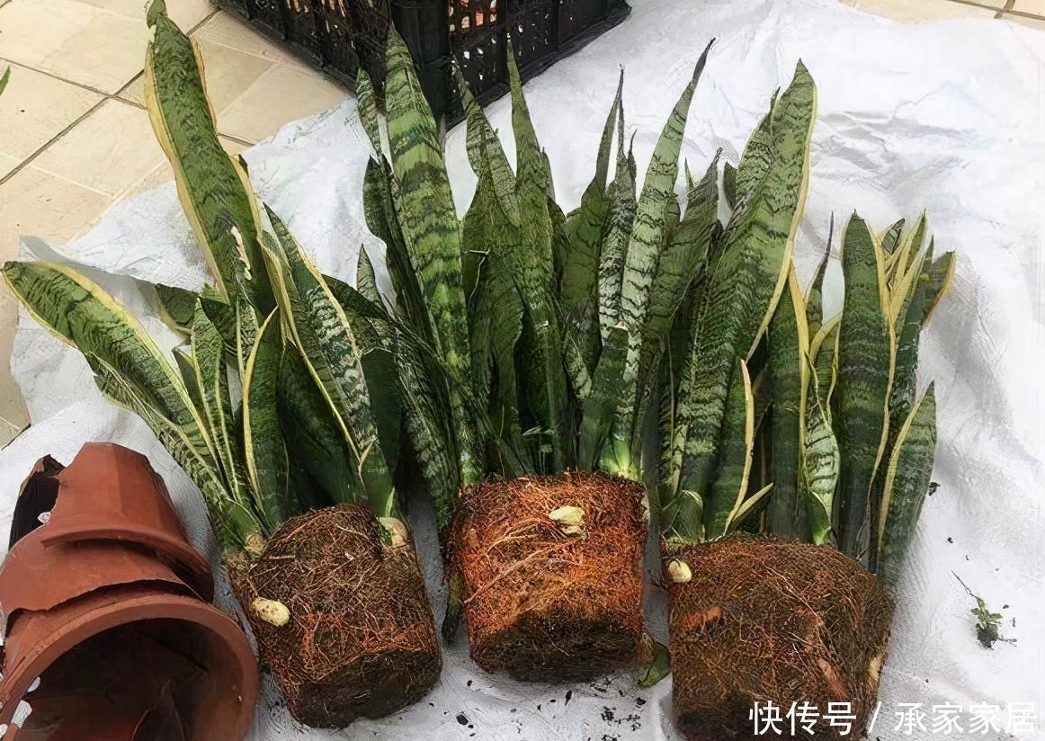  搞不好|换盆不能随便换，搞不好就害了心爱的它，爱它从学会换盆开始