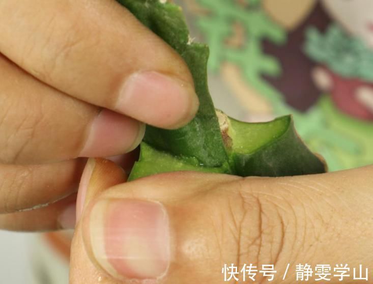 叶子|养护蟹爪兰,要注意8个要点,才能开出仙气飘飘花