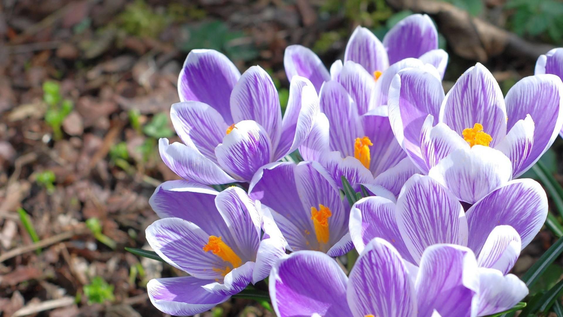 此花给人感觉清新脱俗,简单朴实,具有特异芳香,像害羞的小女生
