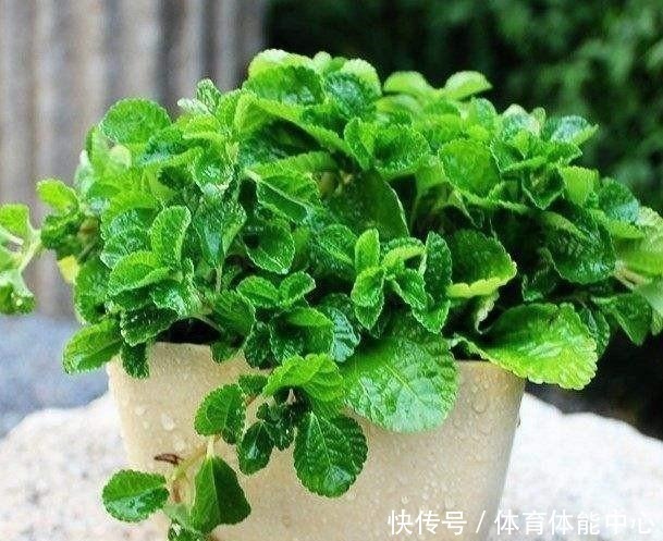 光照|薄荷这样养，植株粗壮，叶子多，掐个叶子，能做菜当“茶叶”！