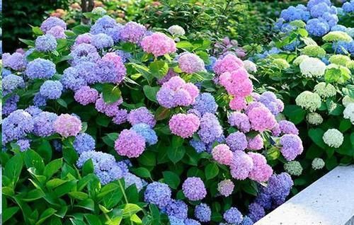 花店买花太贵，试试3种花，掐个枝就能活，轻松成养花大户