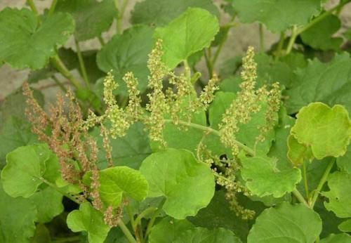 野草|失眠多梦体内肝火旺，用这种山里野草煲汤喝，排出肝火帮助你入睡