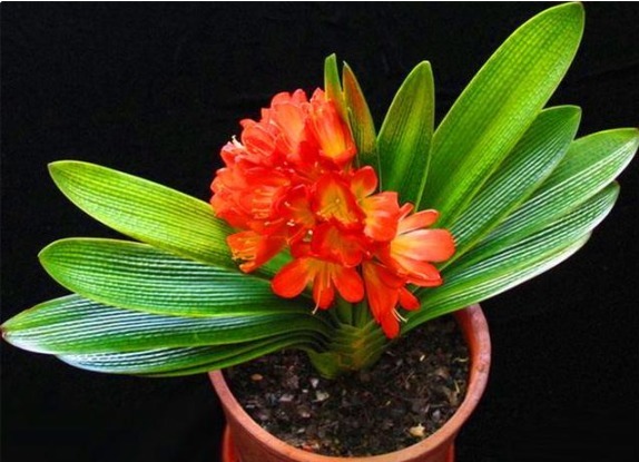 葡萄酒|秋天养君子兰,5件事越早做越好,叶片整齐油绿光亮,冬天开爆盆