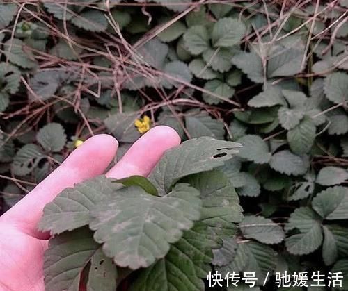 果子|路边发现一大片“野草”，是治咳嗽的好药，扯一把盆栽，沾土就活