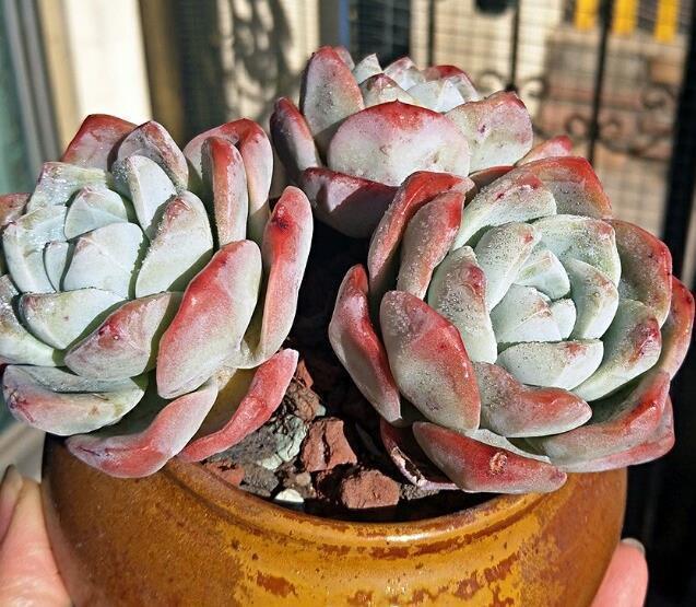 自己养的多肉植物总是绿的流油营造好温差，养出果冻色