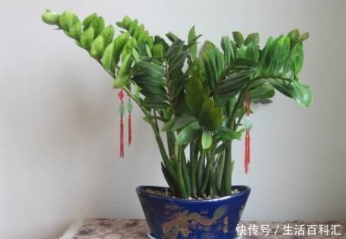 好运|家养金钱树,好运天天来,金钱树养开花,明年就要发财啦