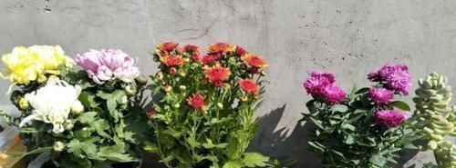 弊端|家中存在2类花要趁早搬离,它们对健康无益,放到室内弊端多