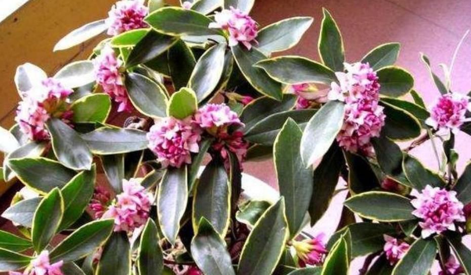 最受欢迎的4种花,花朵硕大、优美高贵,养在家里上档次!