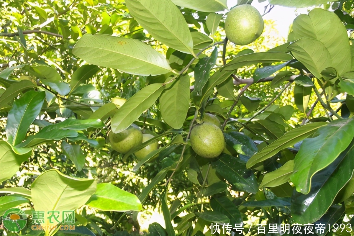 巧克力布丁果|这种纯黑色的“柿子”,口感像巧克力,你吃过吗?种植前景怎么样