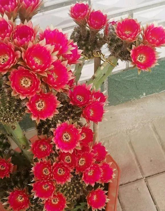 嫁接|嫁接达人,玉树嫁接长寿上,花友直呼内行!