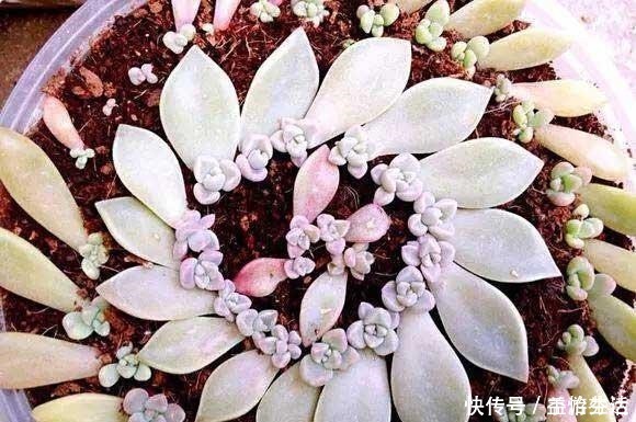 出芽率|从多肉植物上掰下来的叶片,怎样才能长成一棵多肉!