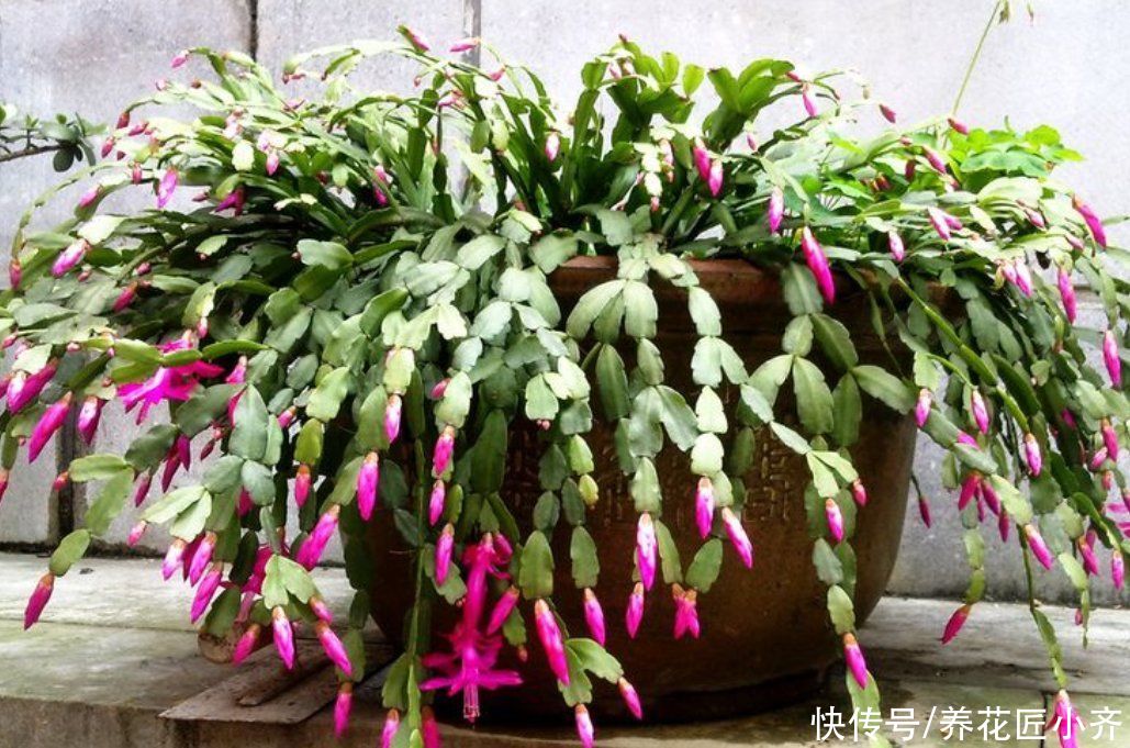 前提|蟹爪兰夏季也生长，只要做好一个“前提”，再合理养护就可以