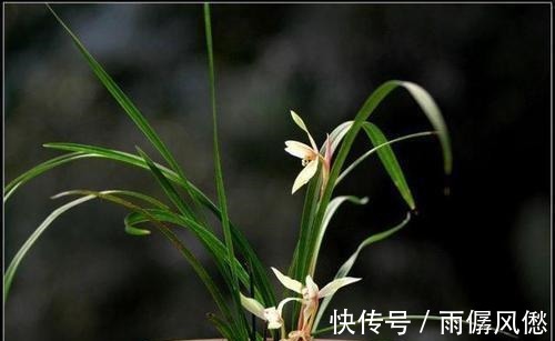 兰花怎么也养不好，用这1料养兰花，养根壮根，长势贼旺