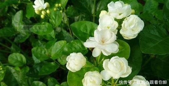 小事|养茉莉花,“3件小事”做到位,就可以“静待花开”,且花大味香!