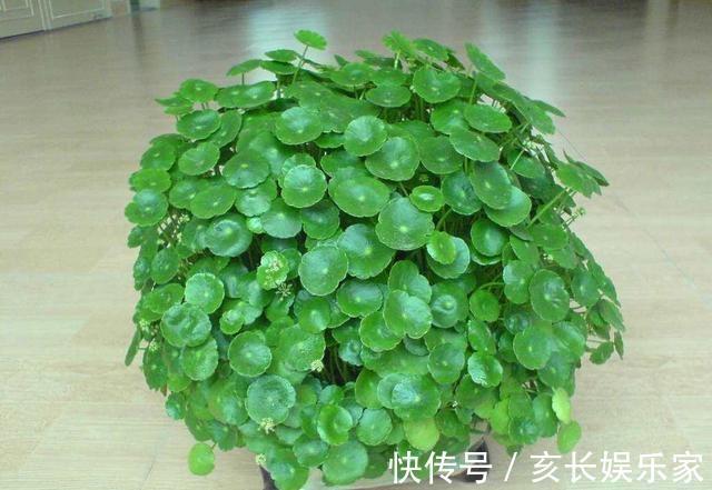 铜钱草“超爱”1种肥,半月浇1次,蹭蹭长爆盆,叶子比硬币大3倍