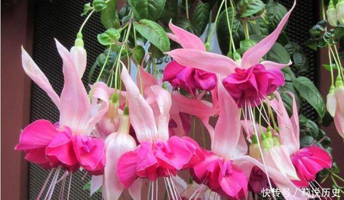 4款花超漂亮的,四季开花,观赏价值高,太美了