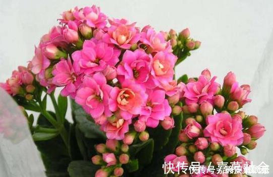 长寿花，入冬前食用它，开花提前20天，一开上百朵，美爆了！