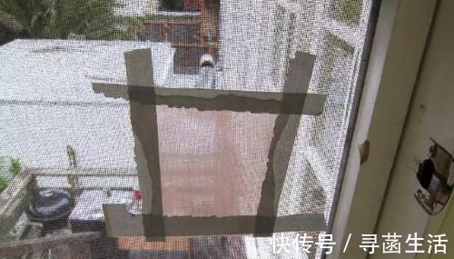 养花|光买便利的“营养土”养花,不行,盆底垫这些小东西才能不烂根