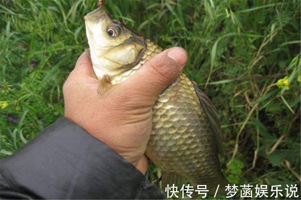 大鱼|钓鱼技巧:钓鱼要不要放口?把窝中鱼钓光,还是养一养?你怎么看