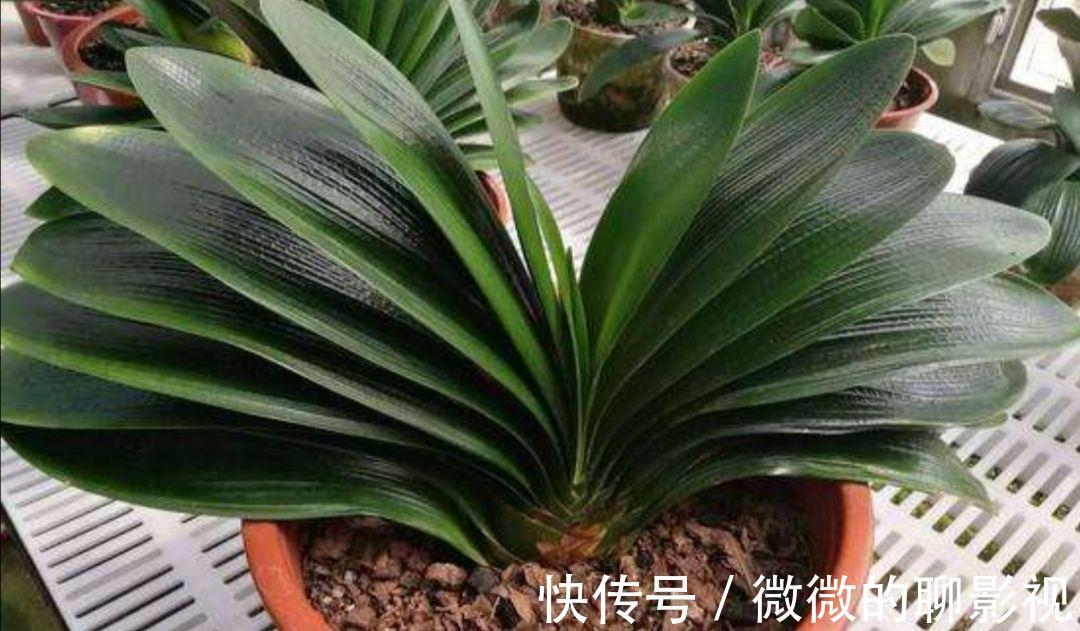 养花,可以美化房间装饰生活