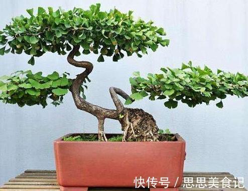 家里面|家门口种上3棵树,聚气养人旺三代,富贵人家都种了