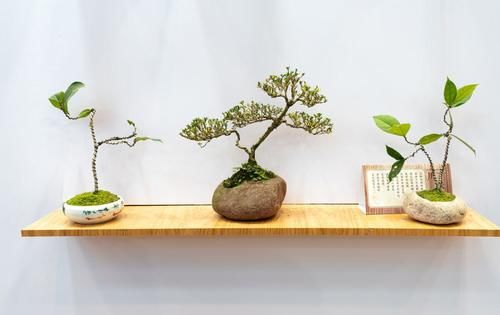 桩才的好坏，直接影响盆景的制作，知道这几点，选择适合自己的