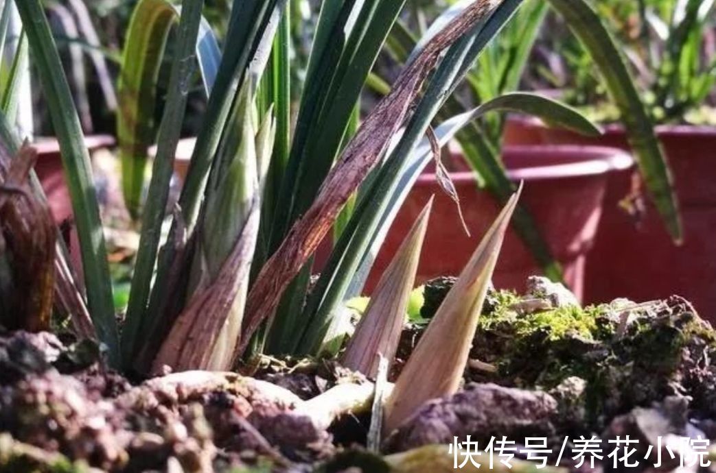秋天养兰花，掌握4个“小技巧”，植株长势旺，更容易开花