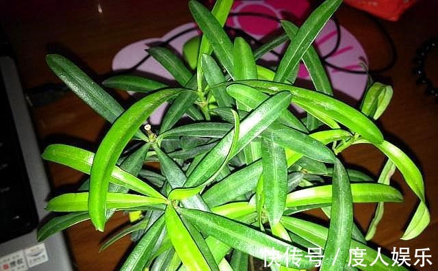 罗汉松不发新芽两种“情况”,两种解决办法,恢复快,长满芽!