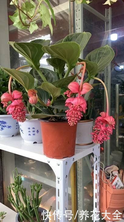 4种花贵气十足,养在家里有格调,等我有钱了一定要买