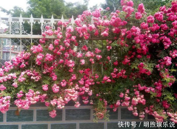 左邻右舍|院子再小，也要养棵它，2年长一片，开花特别美，左邻右舍都说香