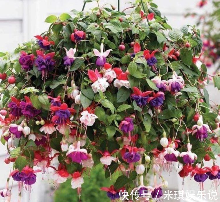 四季海棠|家养几款花,开花吉祥又喜庆,寓意超好的,红红火火好运来