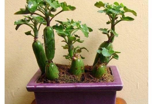 婆婆山上挖野草，拿回家养成盆栽，一年过后邻居出高价也舍不得卖