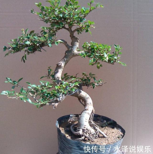 榆树|野外挖到一个树桩疙瘩,凹出造型价值高,看看叶子原来是榆树