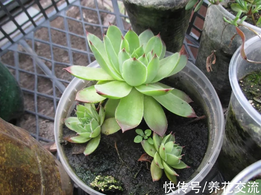 适合新手操作的3种繁殖多肉技巧，在秋季繁殖成功率更高