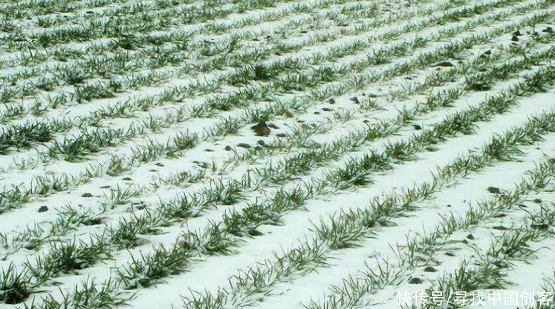 河南洛阳大范围降雪，需要谨防小麦冻害风险