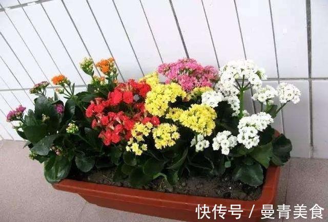 窍门|长寿花,用2个“窍门”,叶片就像“猪耳朵”,花儿紧凑上千朵