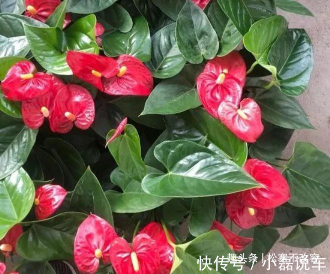 中国传统文化|喜欢菊花,不如养盆“开花机器”红梅,四季如春,甜蜜轻柔