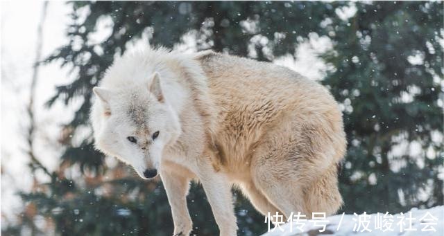 强者$狼道:成大事的人,往往有8种强者思维,早知道早受益