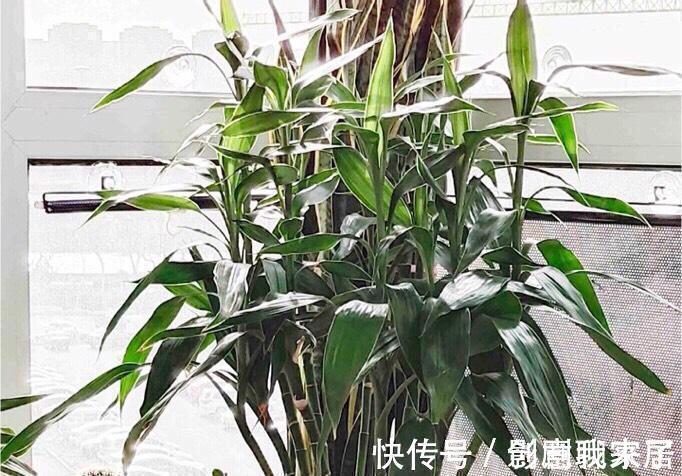 钱币|这七种植物天生就是富贵命,家里养一盆,招财纳福