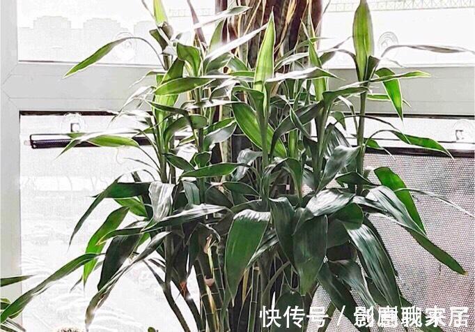 钱币|这七种植物天生就是富贵命，家里养一盆，招财纳福