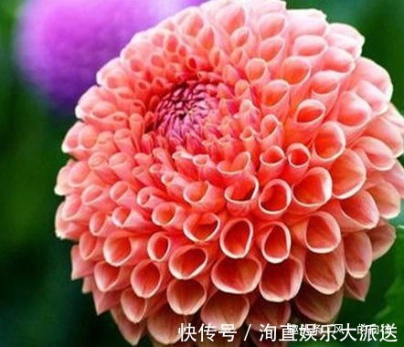 慷慨|此花颜色多姿多彩,被墨西哥尊为国花,象征着慷慨无私的品质