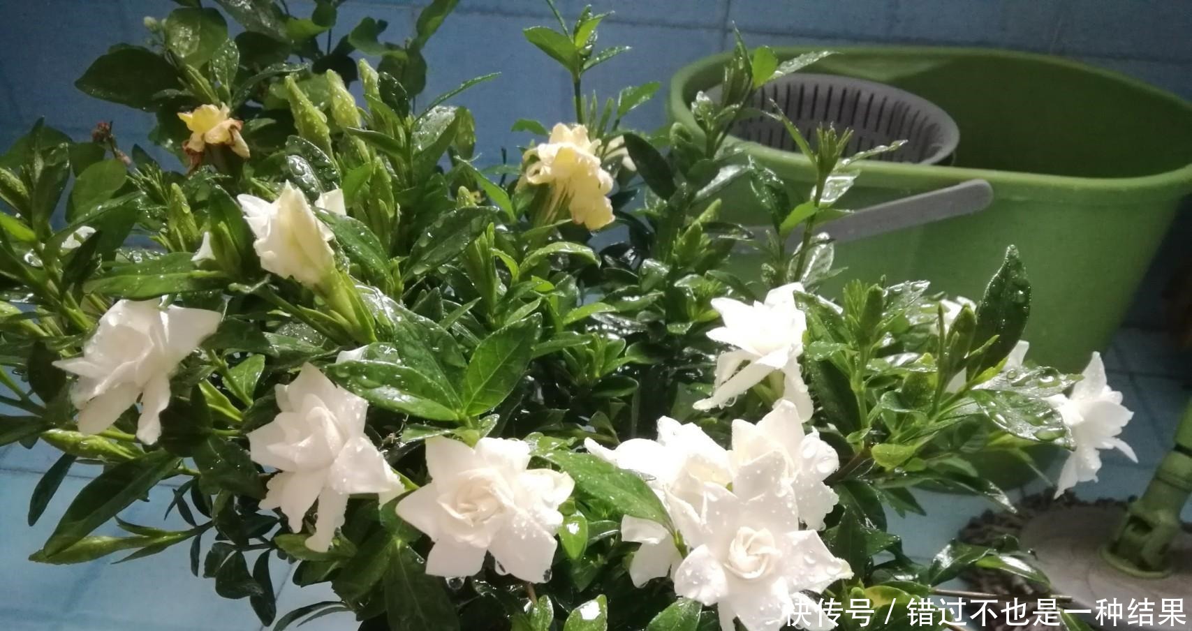 养花|用食用醋来养花,保准可以让植物枝繁叶茂!用食用醋来养花,保准可以让植物枝繁叶茂!