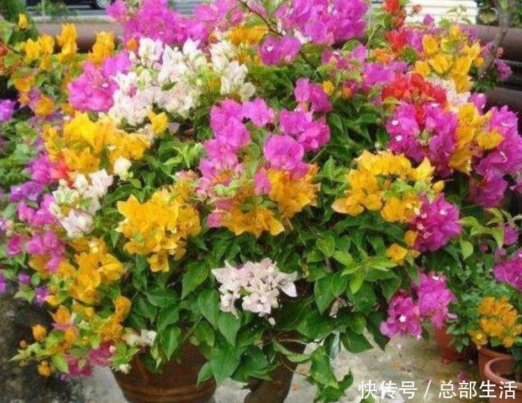 家里就养4种花,要型有型,要香有香,阳台开花变温馨小花园