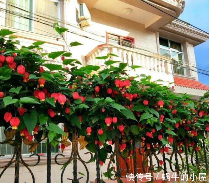 此款花卉,花艳易爆盆,越热开花越旺,开成漂亮小花园!