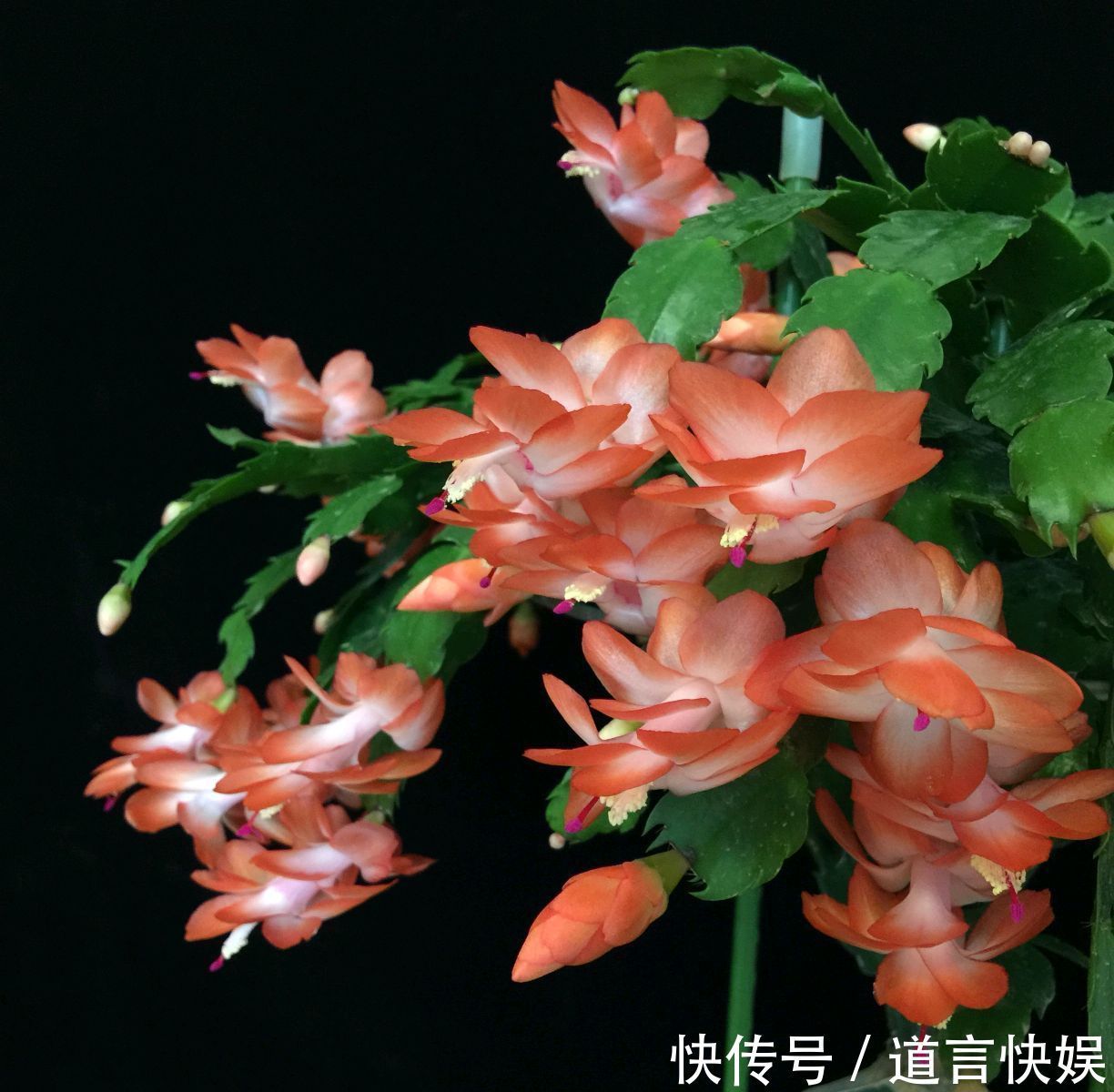 秋季养蟹爪兰为什么要摘芽满足4个套路,花苞更多,开花易爆盆