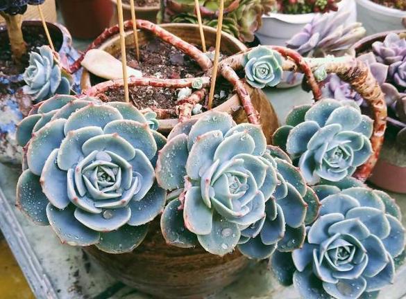 夏必死的多肉品种，该如何盆栽正确避暑抓住3细节状态佳